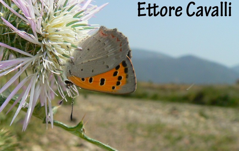 Farfalle dalla Sardegna